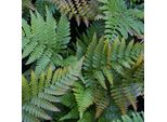 6 X Felce A Velo Rosso - Dryopteris Erythrosora | Vaso 9Cm X 9Cm