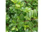 Ilex Crenata 'Dark Green' | 40-60 Cm In Contenitore