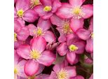 2 X Clematide Montana - Clematis Montana 'Freda' | 50-60 Cm In Contenitore