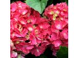 2 X Ortensia - Hydrangea Macrophylla 'Hamburg' | 25-30 Cm In Vaso