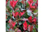 Fotinia - Photinia Fraseri 'Little Red Robin' | 40-50 Cm In Vaso