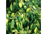 2 X Edera Caucasica - Hedera Colchica 'Sulphur Heart' | 50-60 Cm In Vaso