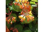 2 X Caprifoglio Fiammeggiante - Lonicera Heckrottii 'Gold Flame' | 50-60 Cm In Contenitore