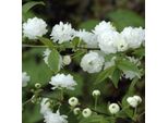 2 X Ciliegio Della Steppa - Prunus Glandulosa 'Alba Plena' | 30-40 Cm In Vaso