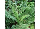 6 X Felce Filigranata - Polystichum Setiferum 'Densum' | Vaso 9 Cm X 9 Cm