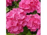 2 X Ortensia - Hydrangea 'Benelux' | 30-40 Cm In Vaso