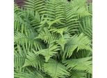 6 X Felce Vermiforme - Dryopteris Filix-Mas | Vaso 9Cm X 9Cm