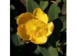 2 X Iperico - Hypericum Dummeri 'Peter Dummer' | 30-40 Cm In Contenitore