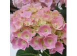 2 X Ortensia - Hydrangea Macrophylla 'Bodensee' | 25-30 Cm In Vaso