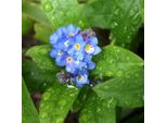6 X Nontiscordardime Di Palude - Myosotis Palustris | Vaso 9Cm X 9Cm