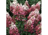 2 X Ortensia - Hydrangea Paniculata 'Dart's Little Dot' | 30-40 Cm In Vaso