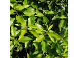 2 X Alloro Portoghese - Prunus Lusitanica 'Angustifolia' | 50-60 Cm In Contenitore