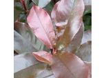 2 X Fotinia - Photinia Fraseri 'Camilvy' | 40-60 Cm In Vaso
