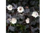 2 X Fasanenspiere - Physocarpus Opulifolius 'Red Baron' | 30-40 Cm In Vaso