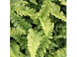 6 X Felce A Scaglie Dorate Pinderi - Dryopteris Affinis 'Pinderi' | Vaso 9Cm X 9Cm