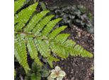 6 X Felce Giapponese A Scudo Lucido - Polystichum Polyblepharum | Vaso 9Cm X 9Cm