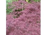 Acero Giapponese - Acer Palmatum 'Inaba-Shidare' | 40-50 Cm In Vaso
