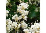 2 X Ligustro - Ligustrum Japonicum 'Rotundifolium' | 15-20 Cm In Vaso