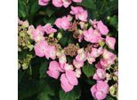 2 X Ortensia - Hydrangea Macrophylla 'Messalina' | 25-30 Cm In Vaso