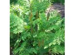 6 X Felce Reale - Osmunda Regalis | Vaso 9Cm X 9Cm