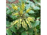 Mahonia - Mahonia Japonica 'Hivernant' | 50-60 Cm In Contenitore