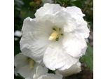 2 X Ibisco Da Giardino - Hibiscus Syriacus 'William Robert Smith' | 40-60 Cm In Vaso