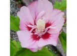 2 X Ibisco Da Giardino - Hibiscus Syriacus 'Hamabo' | 40-60 Cm In Vaso