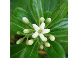 2 X Alloro Australiano - Pittosporum Tobira 'Nanum' | 25-30 Cm In Vaso