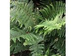 6 X Felce Filiforme - Polystichum Setiferum 'Dahlem' | Vaso 9Cm X 9Cm