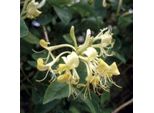 2 X Wald-GeißSchlinge - Lonicera Periclymenum | 50-60 Cm In Contenitore