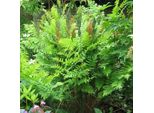 6 X Felce Reale - Osmunda Regalis 'Purpurascens' | Vaso 9 Cm X 9 Cm