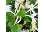 2 X Caprifoglio Giapponese - Lonicera Japonica 'Hall's Prolific' | 50-60 Cm In Contenitore