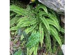 6 X Felce Striata - Asplenium Trichomanes | Vaso 9Cm X 9Cm