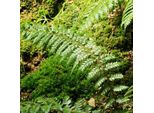 6 X Felce Scudo Marrone - Polystichum Braunii | Vaso 9Cm X 9Cm