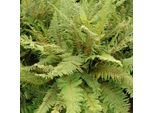 6 X Felce Morbida - Polystichum Setiferum 'Herrenhausen' | Vaso 9 Cm X 9 Cm