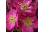 2 X Rosa - Kordes Nektar Rose - Rosa 'Lupo'®
