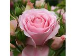 2 X Rosa - Kordes Feenrose - Rosa 'Rosenfee'®