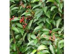 2 X Alloro Portoghese - Prunus Lusitanica | 40-50 Cm In Contenitore