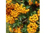 2 X Pirocaro - Pyracantha 'Teton' | 30-40 Cm In Contenitore