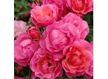 2 X Rosa - Kordes Rigo-Rose - Rosa 'Maxi Vita'®