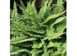 6 X Felce A Scudo Soffice - Polystichum Setiferum | Vaso 9Cm X 9Cm