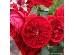 2 X Rosa - Kordes Feenrose - Rosa 'RöTtkäPpchen'®