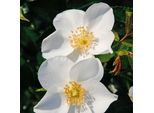 2 X Rosa - Kordes Nektar Rose - Rosa 'Escimo'