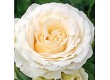 2 X Rosa - Kordes Feenrose - Rosa 'Kosmos'®