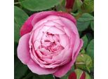 2 X Rosa - Kordes Feenrose - Rosa 'Queen Elizabeth'