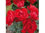 2 X Rosa - Kordes Rigo-Rose - Rosa 'Black Forest'®