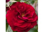 2 X Rosa - Kordes Beetrose - Rosa 'Bordeaux'®