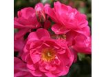 2 X Rosa - Kordes Rigo-Rose - Rosa 'Neon'®