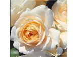 2 X Rosa - Kordes Feenrose - Rosa 'Lions - Rose'®