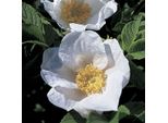 2 X Rosa Patata Alba - Rosa Rugosa 'Alba' | 40-60 Cm In Contenitore